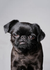 Portrait of pretty brabancon or griffon dog looking at the camera with serious face, sitting over white wall, closeup shot.