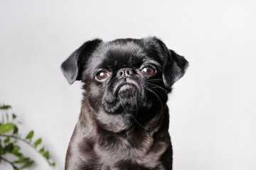 Portrait of pretty brabancon or griffon dog looking at the camera with serious face, sitting over...