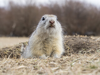 Gopher is leaned out of its hole on a lawn and looking at the camera. Waking up rodent after season hibernation. Close-up portrait of a rodent.