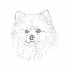 Vector single line portrait of white pomeranian dog