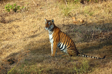 The Bengal tiger (Panthera tigris tigris) in a typical environment of the South Indian jungle. Young tigress sitting on a meadow near the forest.