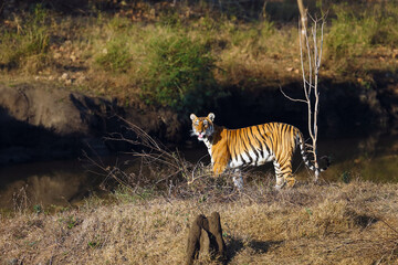 Fototapeta na wymiar The Bengal tiger (Panthera tigris tigris) in a typical environment of the South Indian jungle. A young tigress at the edge of the forest by a hollow with water.