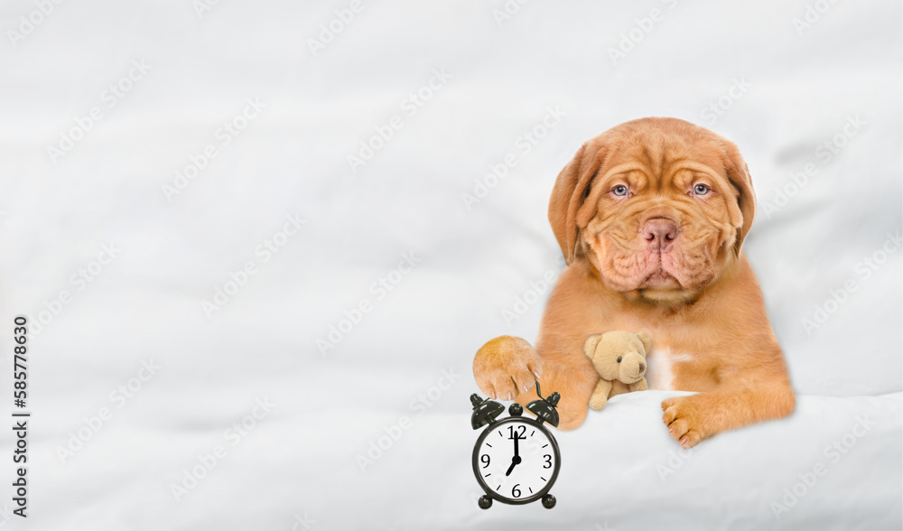 Aufkleber unhappy mastiff puppy hugs toy bear and holds alarm clock under white blanket at home. top down view