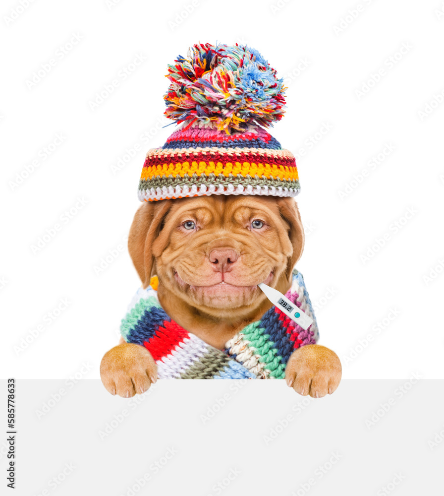 Poster smiling puppy wearing warm scarf and hat holds thermometer in it mouth and looks above empty white b