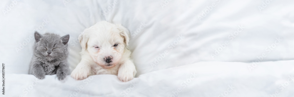Poster Tiny Bichon Frise puppy and tiny kitten sleep together under  white blanket on a bed at home. Top down view. Empty space for text