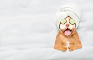 Funny Mastiff puppy with towel on his head, with cream on his face and with a piece of cucumber on his eyes relaxing on the bed at home. Top down view. Empty space for text