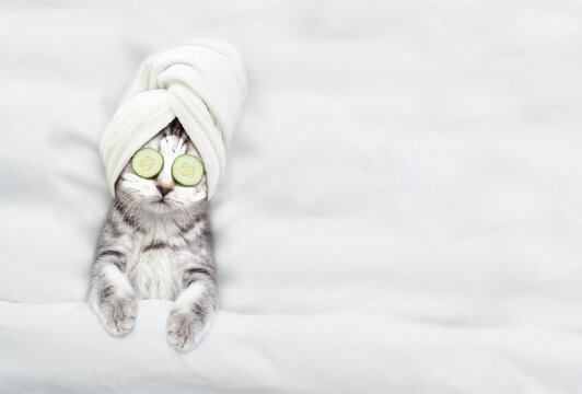 Cute kitten with towel on his head, with cream on his face and with a pieces of cucumber on his eyes relaxing on the bed at spa salon. Top down view. Empty space for text