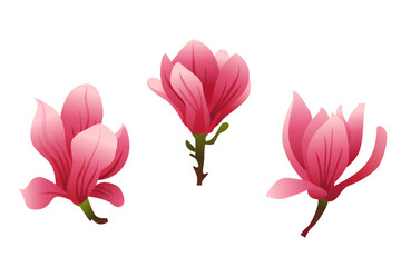 Magnolia Flower Collection Isolated on White Background. Vector Illustration. Trendy Design Template. 