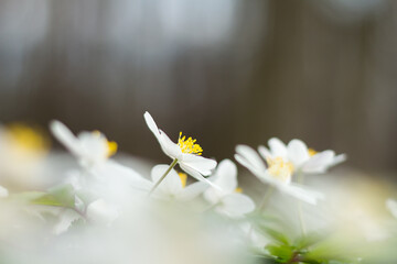 white anemones in the forest