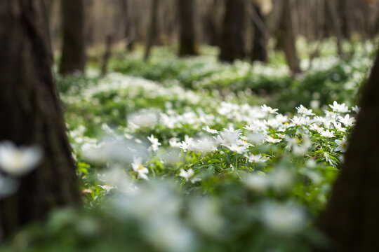 white anemones in the forest