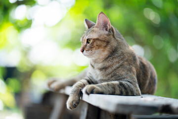 Tabby cat in the garden