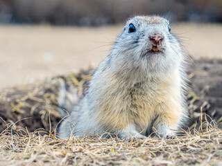 Gopher is leaned out of its hole on a lawn and looking at the camera. Waking up rodent after season hibernation. Close-up portrait of a rodent.