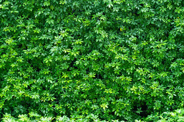 green leaves natural background wallpaper, texture of leaf, leaves with space for text