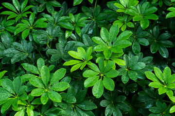 green leaves natural background wallpaper, texture of leaf, leaves with space for text