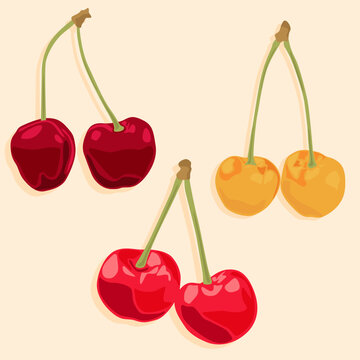 Fresh cherries with branches. Cherry berries are red, yellow, and burgundy. Natural products and dessert. Food icons.