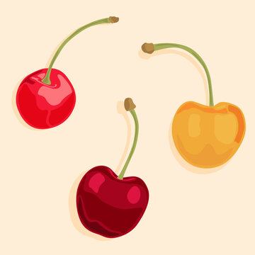 Three cherry berries in red, yellow, and burgundy. Natural products and dessert. Food icons.