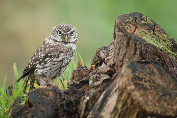 A portrait of a Little Owl on top of a willow
 