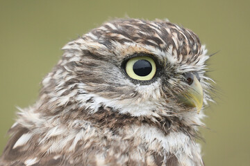 A portrait of a Little Owl against a green background
