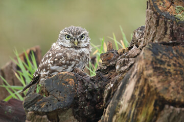 A portrait of a Little Owl on top of a willow
