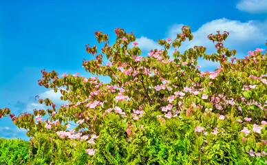 Blossoming tree branches on blue sky background
