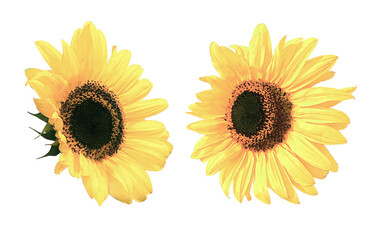 Beautiful two yellow Sunflowers head watercolor isolated on white background closeup. Top view. Copy space