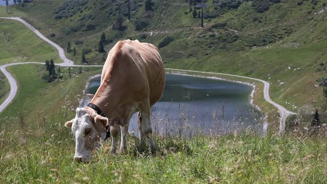 Brown Cow Grazing on Grass in Austria near Lake. Bos Taurus in Flachau during Summer Day. 