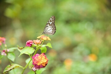 A Monarch butterfly shot from close up sitting on flowers with a bright diffuse background.