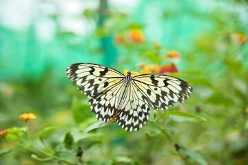 Naklejka premium A Monarch butterfly shot from close up sitting on flowers with a bright diffuse background.