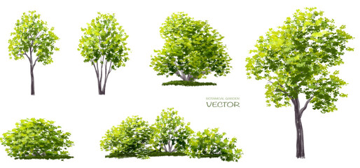 Fototapeta premium Vector watercolor of tree side view isolated on white background for landscape and architecture drawing, elements for environment and garden, painting botanical for exterior section and elevation 