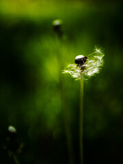 dmuchawiec © magda