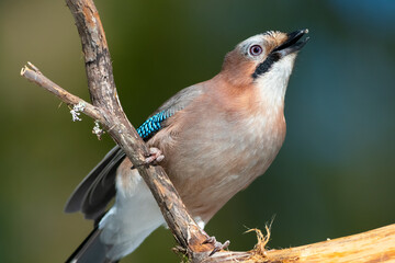 Eurasian jay at branch