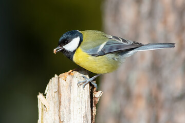 Great tit having a snack