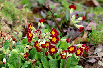 Perennial bicolor Primrose or Primula flowering plants with dark red and bright yellow bunch of small densely growing flowers and broad heavily wrinkled with an irregularly crenate to dentate margin