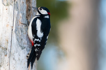 Mister woodpecker