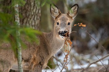 Lunch time of deer © Susanna