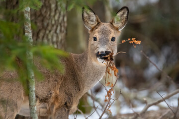 Lunch time of deer