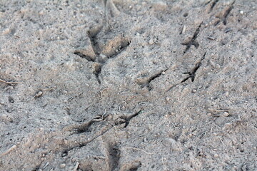 Two rows of small bird footprints next to one large footprint in dry beach sand surrounded with small rocks and old twigs on warm sunny summer day at sunset