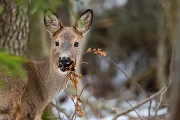 Tuinposter Meal of roe deer © Susanna