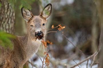Roe deer winking eye