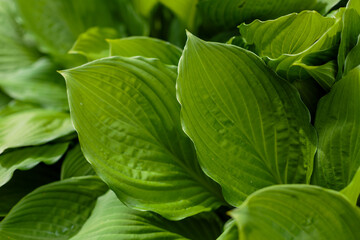 Green background of leaves. Natural background. Hosta leaves close up.