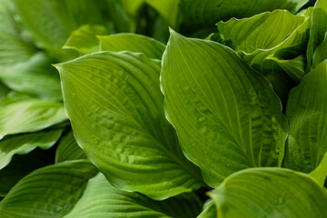 Fototapeta na wymiar Green background of leaves. Natural background. Hosta leaves close up.