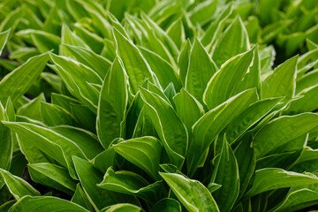 Green background of leaves. Natural background. Hosta leaves close up.