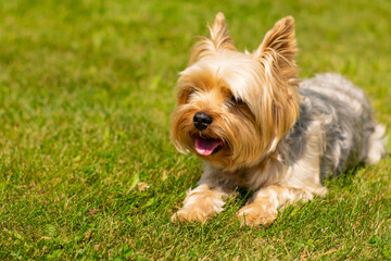 Yorkshire terrier resting on green grass