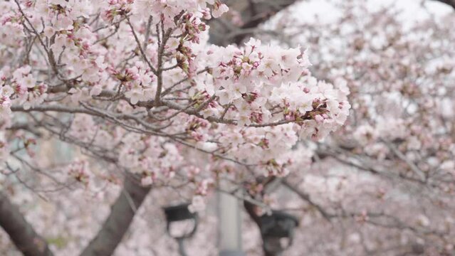 진해 경화역의 철도와 기차, 그리고 벚꽃, 봄의 영상