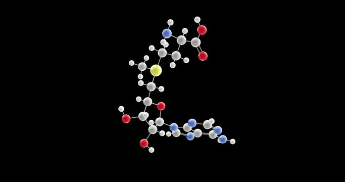 s-adenosyl methionine molecule, rotating 3D model of cosubstrate c15h22n6o5s, looped video with alpha channel