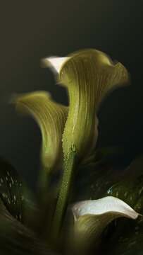 CALLA LILLIES WITH WATER DROPLETS, chartreuse colour, FINE FLORAL ART