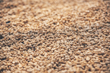 Raw coffee beans heap dry green seed unroasted grain in eco farm. Aroma espresso farm plant coffee bean agriculture objects. Sun dried Freshness Arabica processing harvest black coffee