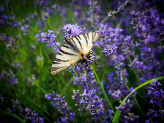 butterfly on beautiful purple flowers