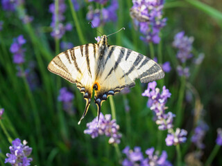 butterfly on beautiful purple flowers