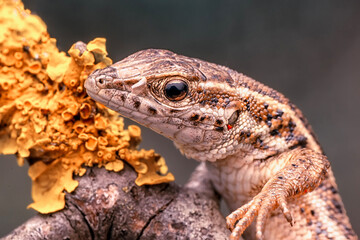 Closeup  Beautiful lizard in the garden